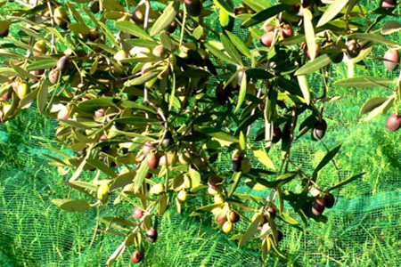 Hand picked olives