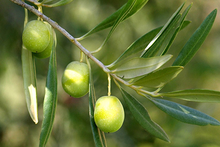 Organic Olives